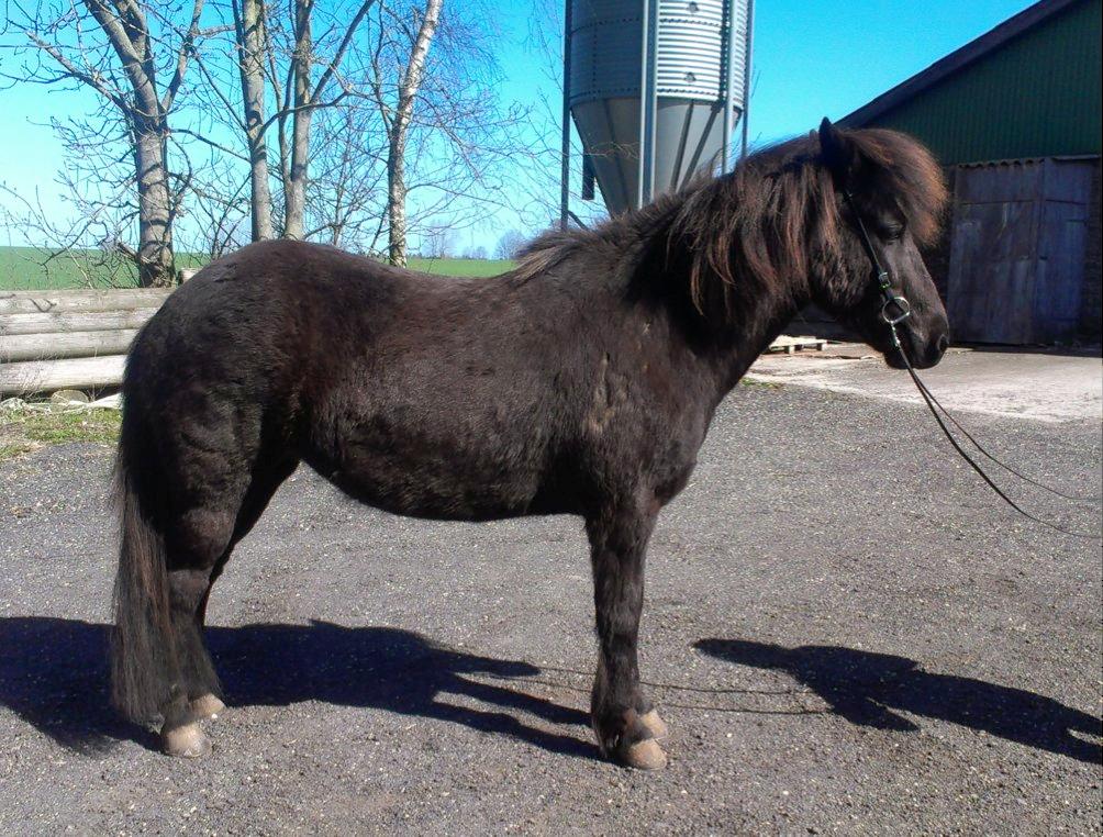 Islænder Framtið tindsgarði billede 15