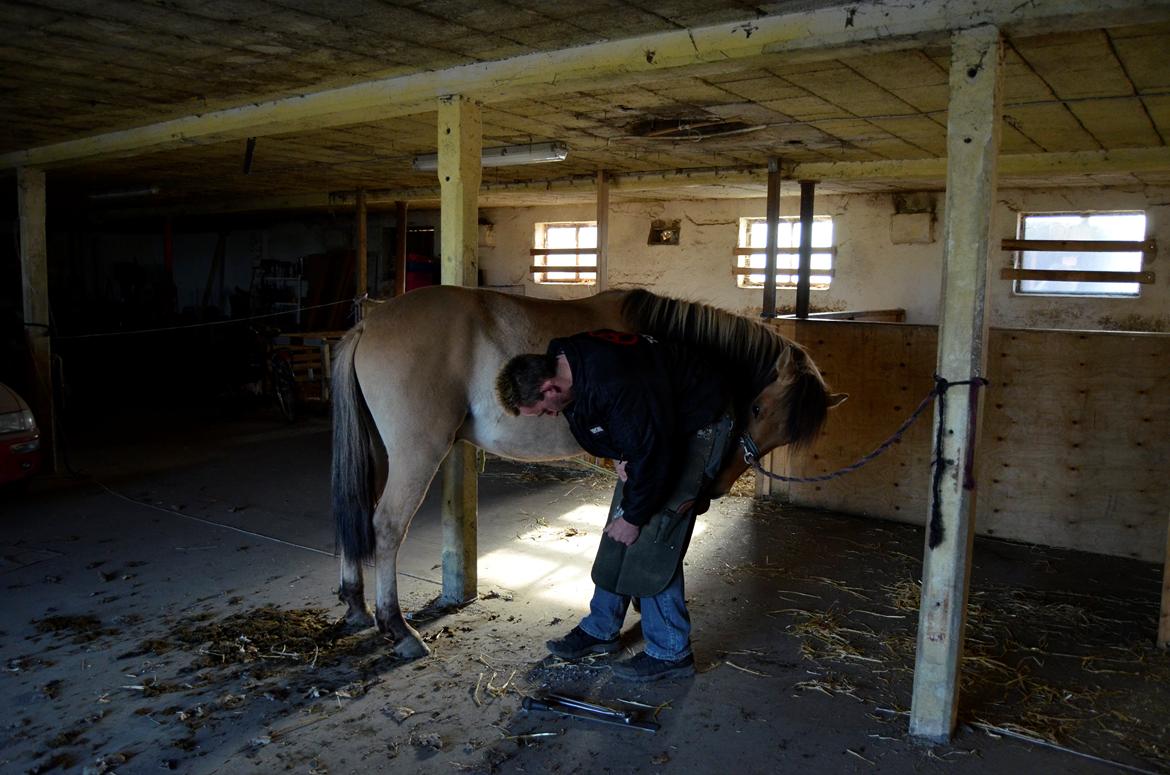 Anden særlig race Lucky [Udlånt] - April 2013. Jaja, smed kan vi også! billede 9