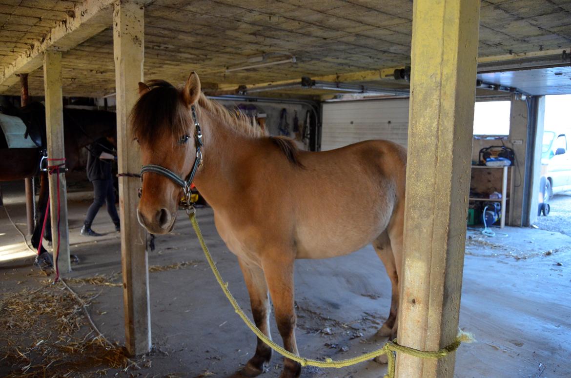 Anden særlig race Lucky [Udlånt] - April 2013 billede 3