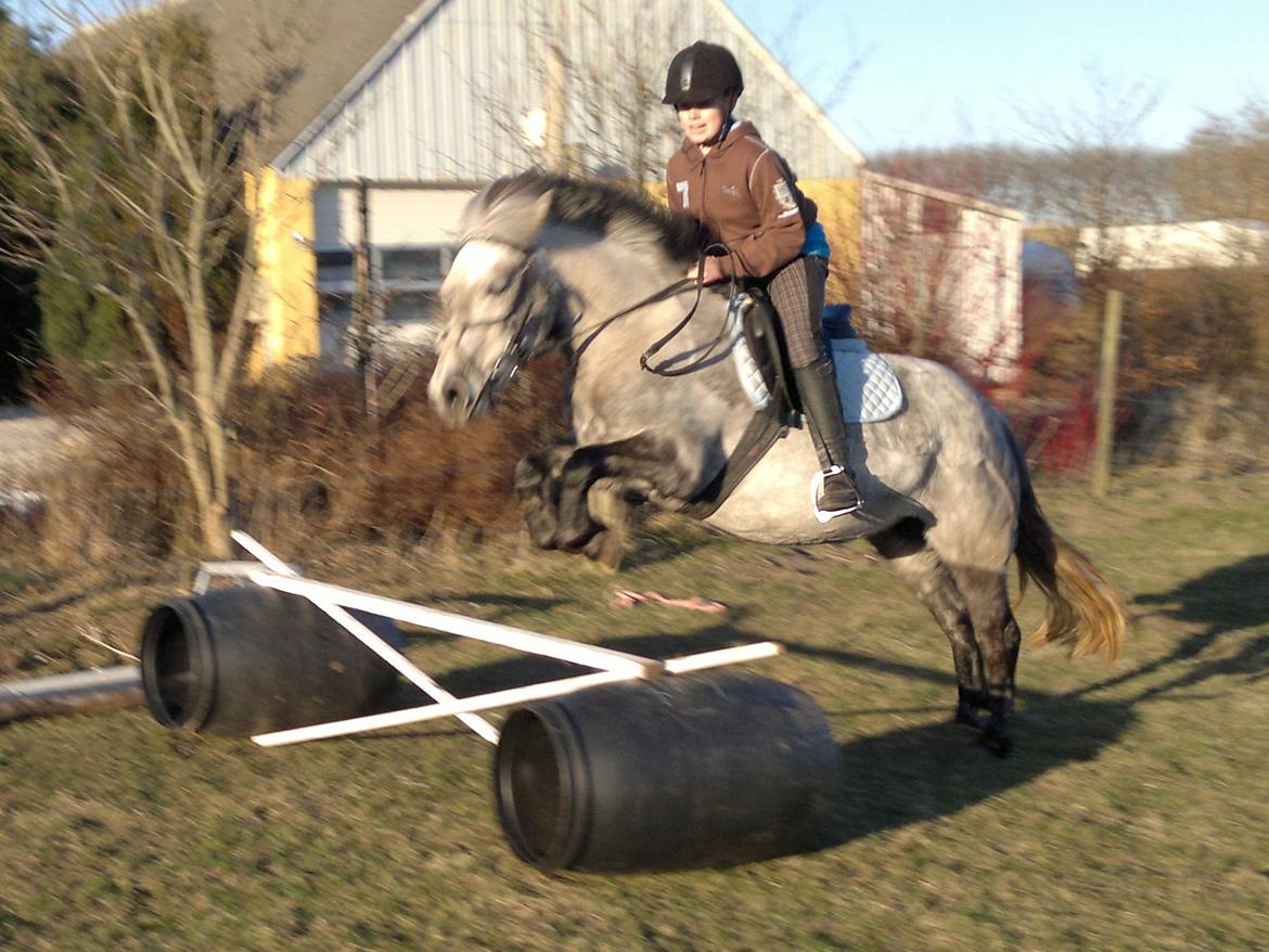 Anden særlig race Sugar - leger lidt hjemme...2013 billede 12