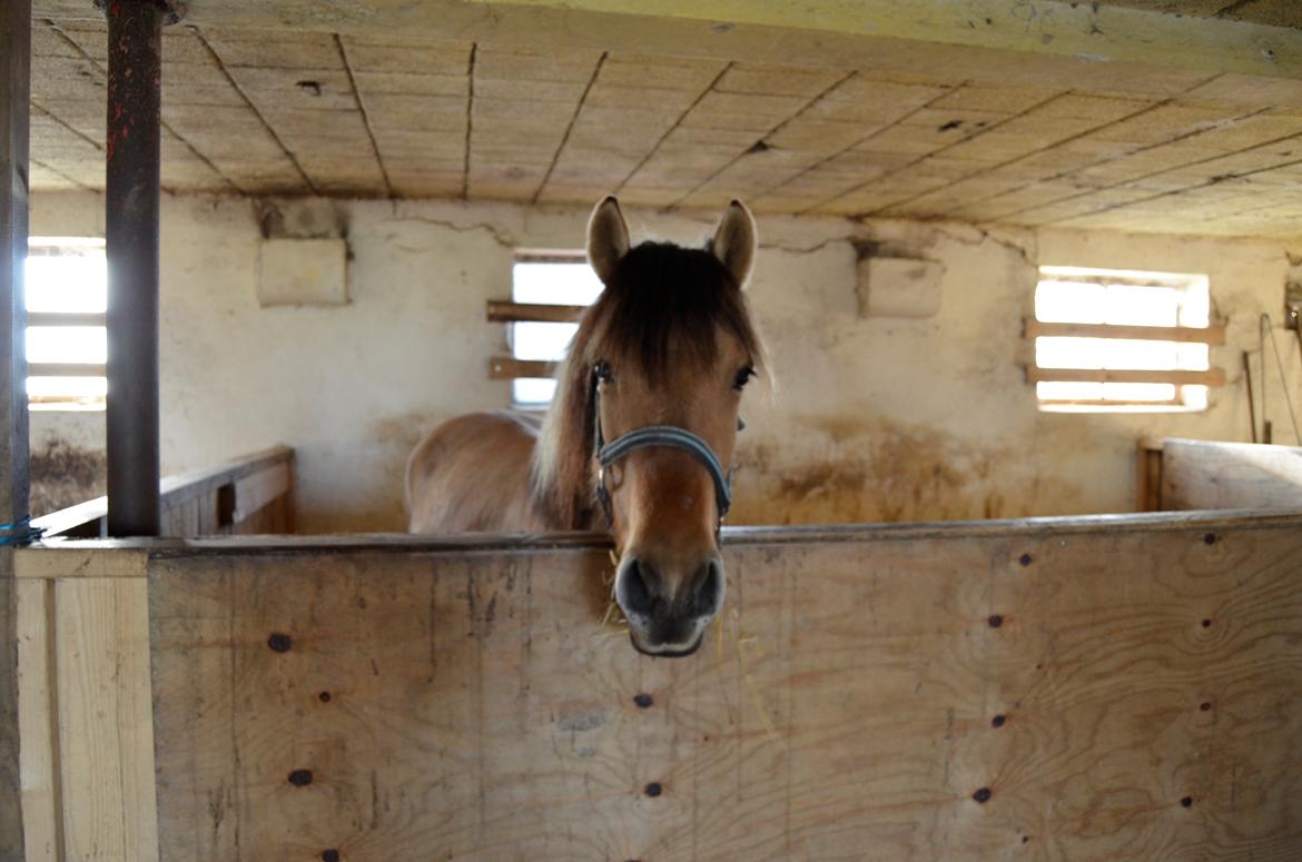 Anden særlig race Lucky [Udlånt] - April 2013 billede 8