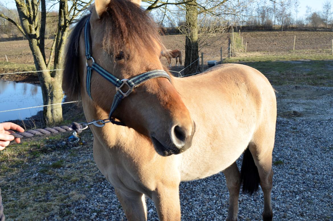 Anden særlig race Lucky [Udlånt] - April 2013 billede 2