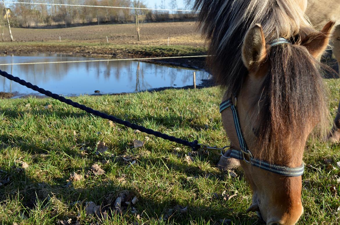 Anden særlig race Lucky [Udlånt] - April 2013 billede 1