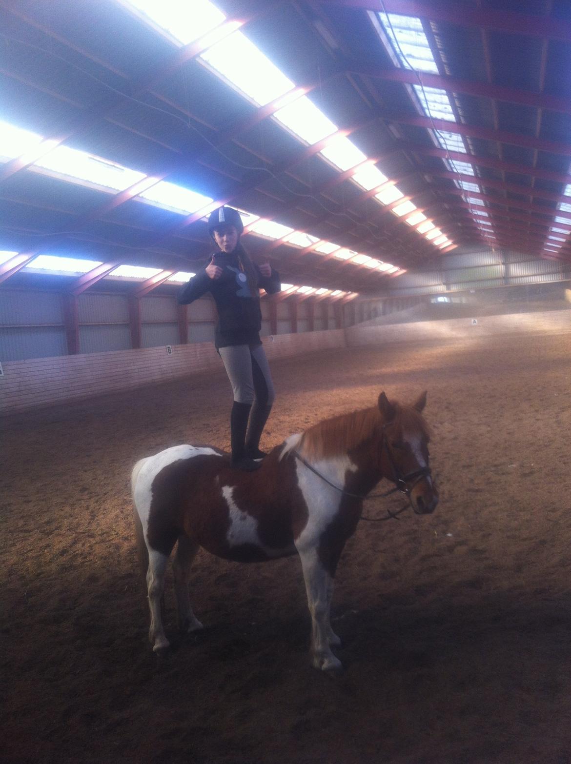 Anden særlig race Indi billede 12