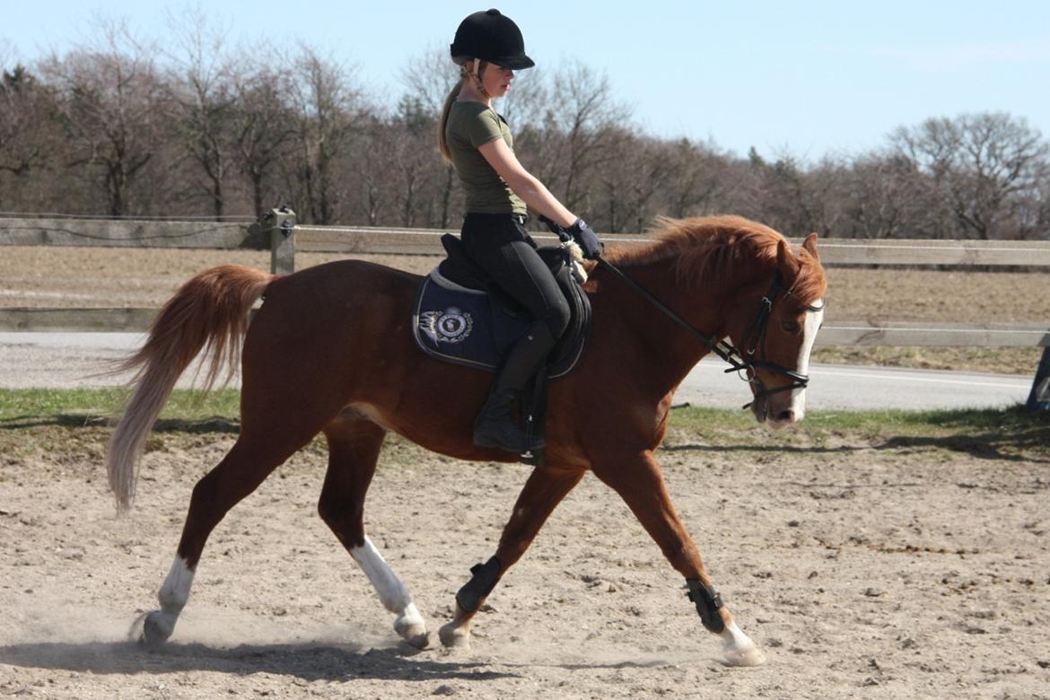 Anden særlig race Passir <3 <3 billede 16