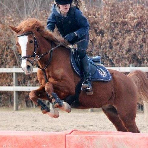 Anden særlig race Passir <3 <3 billede 17