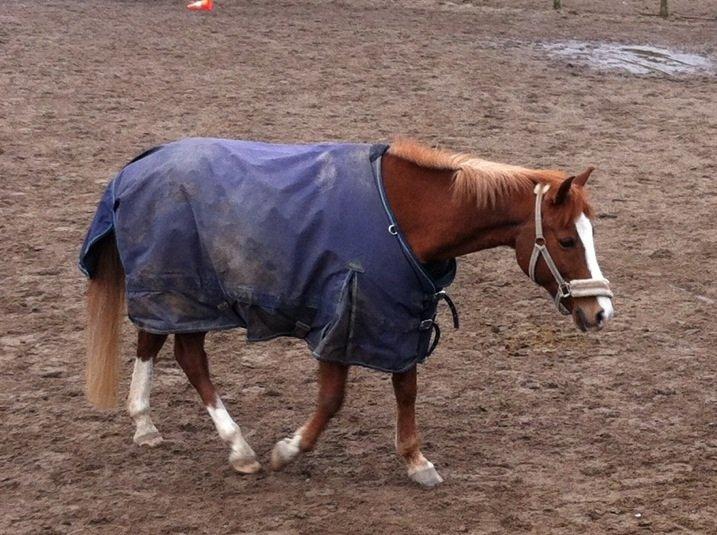 Anden særlig race Passir <3 <3 billede 19