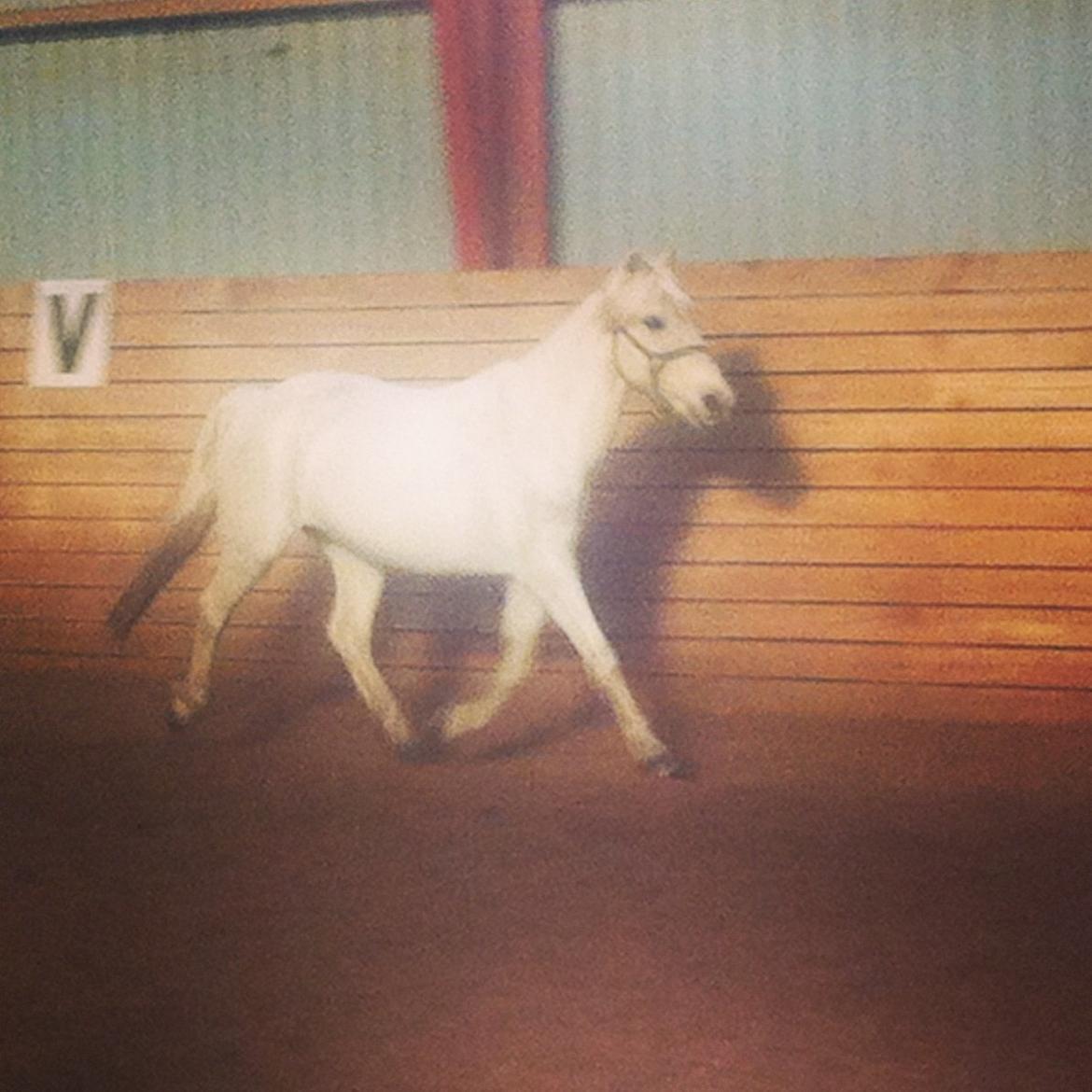 Anden særlig race Kikko billede 7