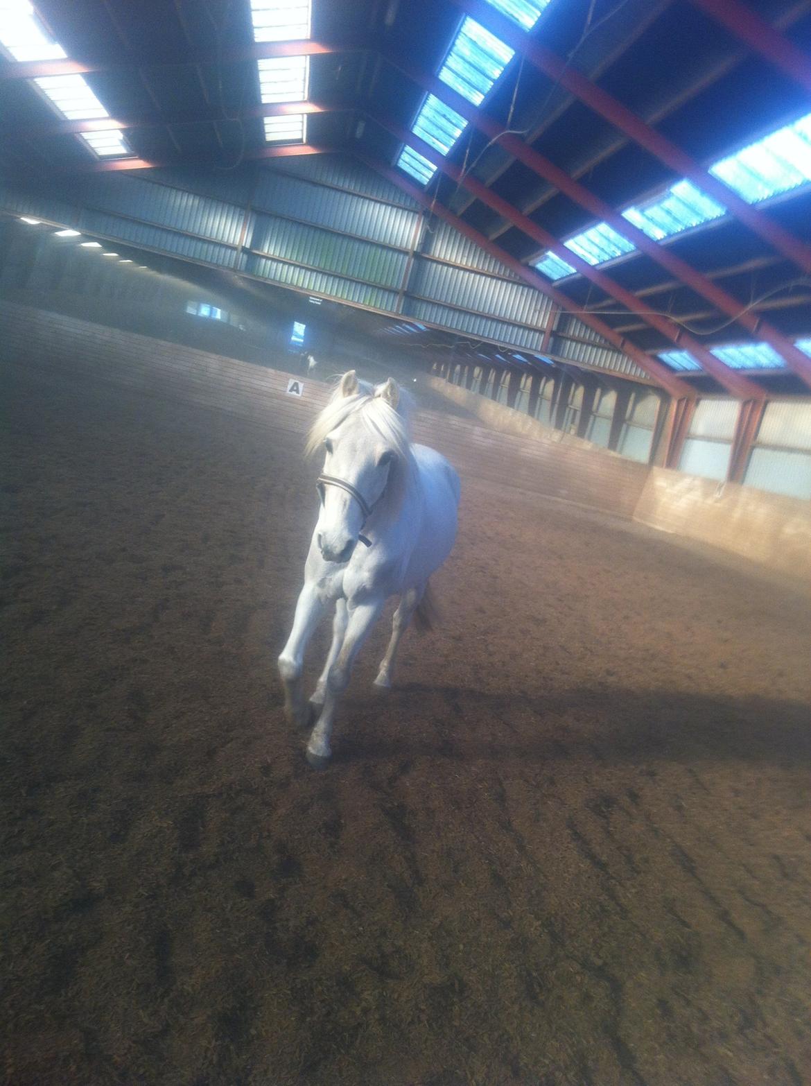 Anden særlig race Kikko billede 10