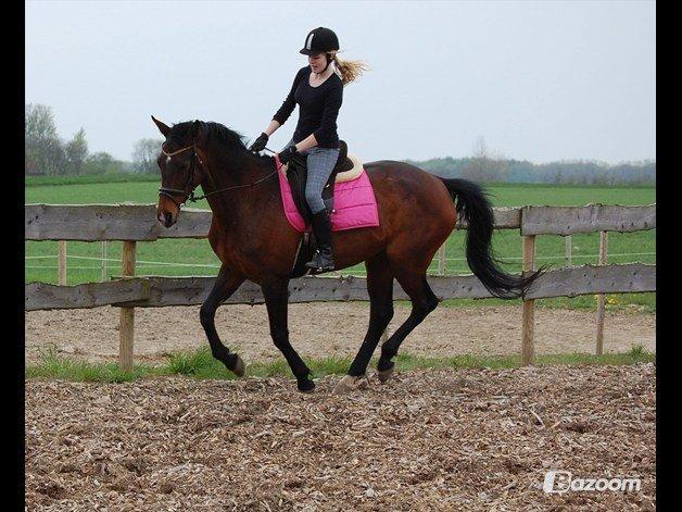 Dansk Varmblod Federica Lightfood billede 2