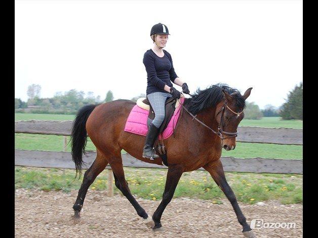 Dansk Varmblod Federica Lightfood billede 1