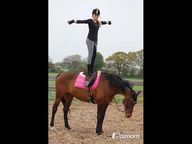 Dansk Varmblod Federica Lightfood billede 3