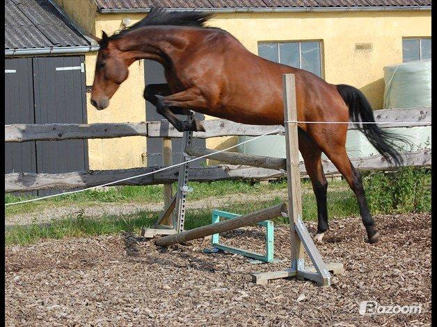 Dansk Varmblod Federica Lightfood billede 5