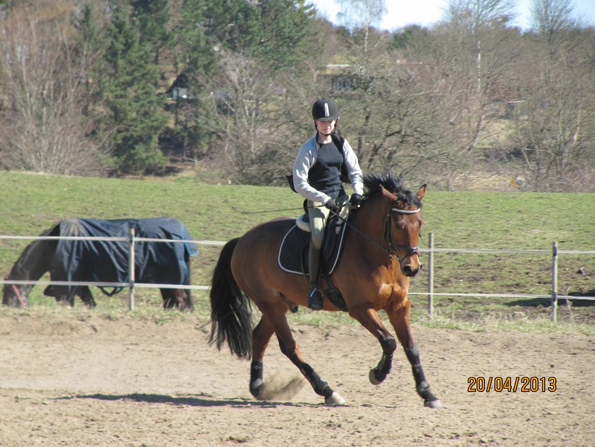 New Forest Sultan De Civry - Slutningen af April måned 2013, vi har lært hinanden så meget bedre at kende og vi bliver bedre og bedre!  billede 12