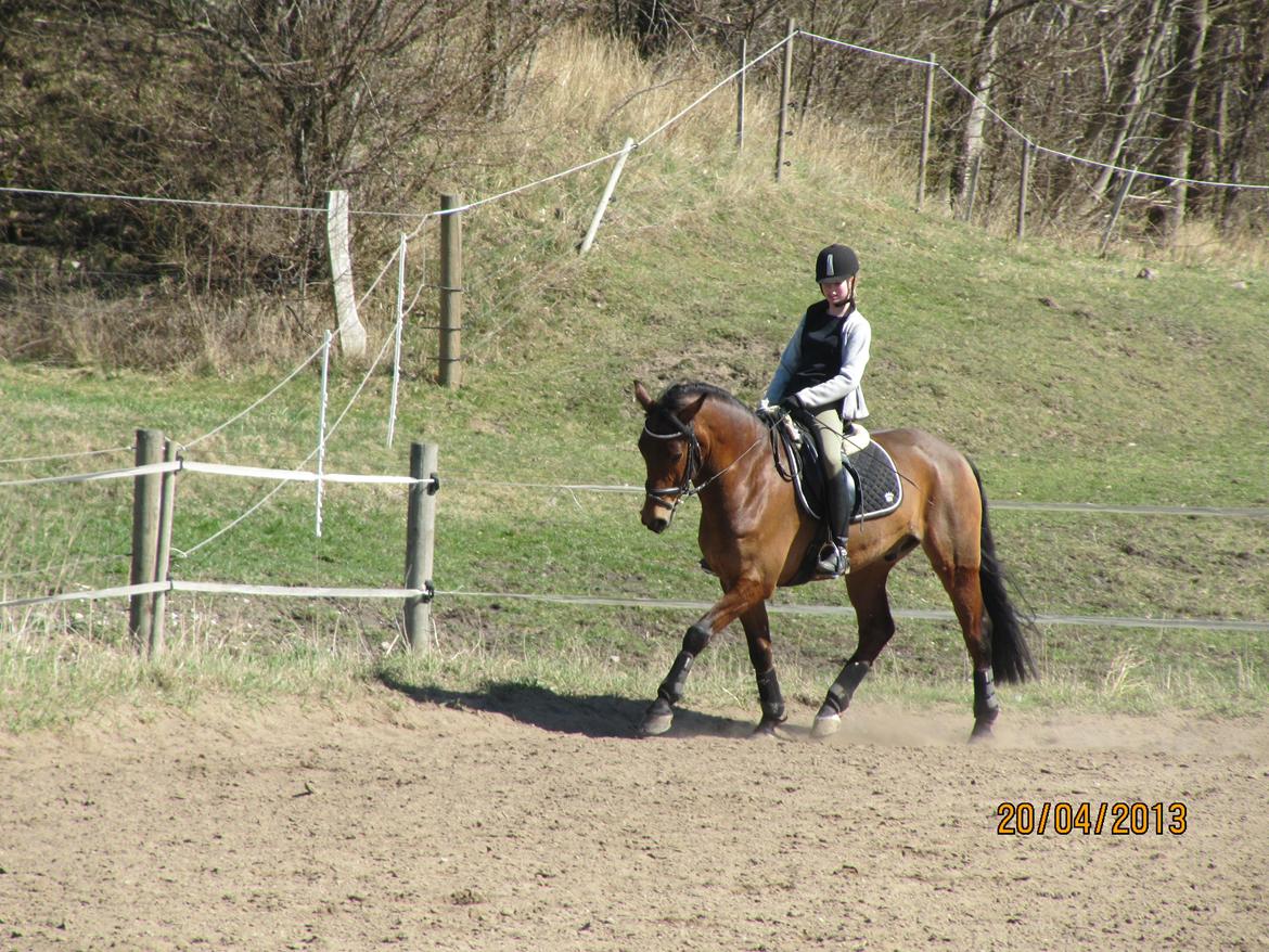 New Forest Sultan De Civry - Tjek vores album fra den 20 April, hvor vi rider med Woody!  billede 10