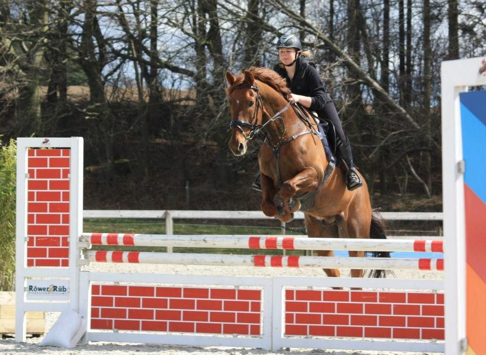Hollandsk Varmblod Silvester - banetræning i Suså billede 14
