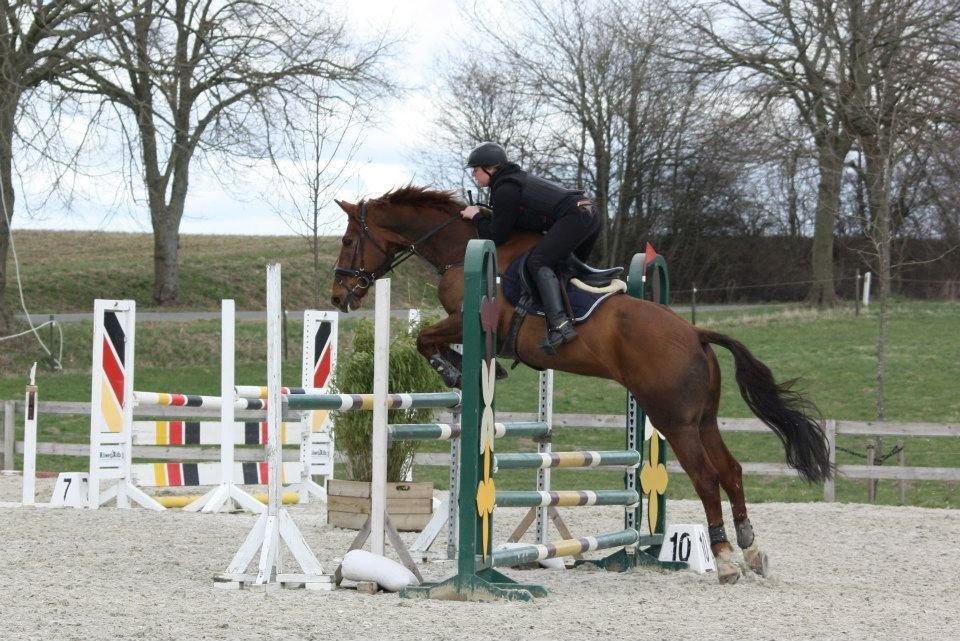 Hollandsk Varmblod Silvester billede 15