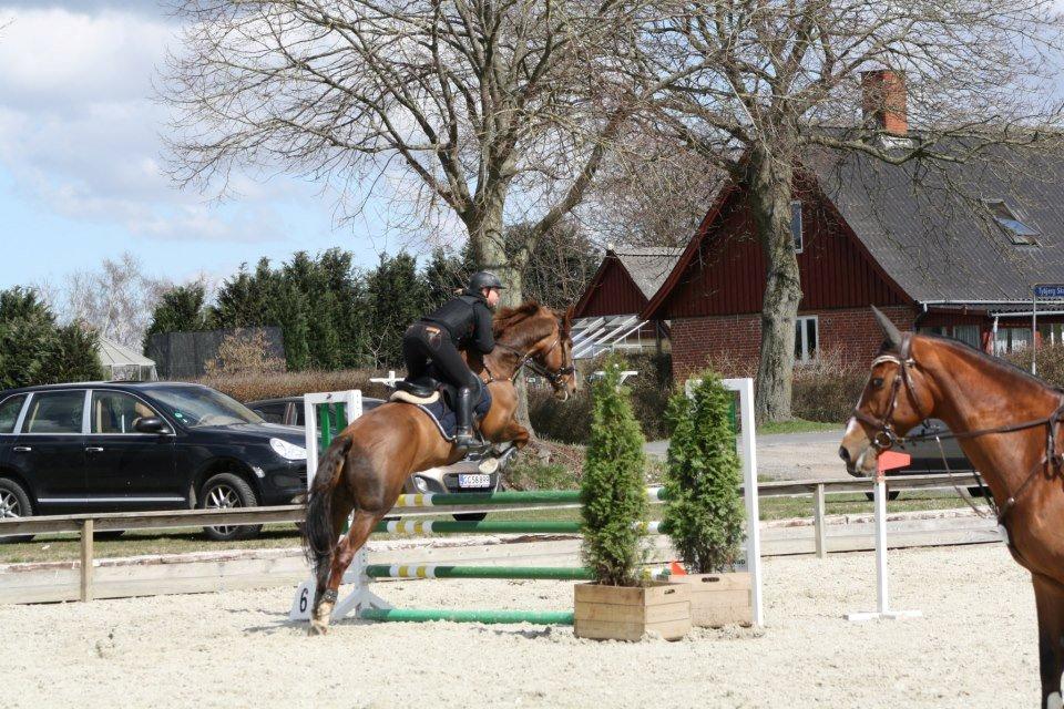 Hollandsk Varmblod Silvester billede 16