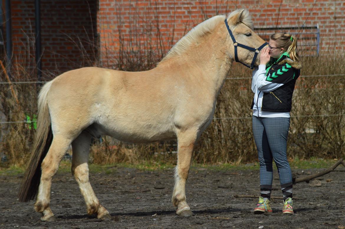 Fjordhest | Odin Møldrup | Hotte  - Hotte og jeg på folden.

Taget af A-K billede 12