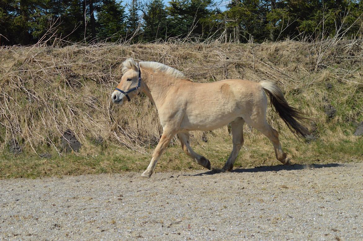Fjordhest | Odin Møldrup | Hotte  - Hotte i trav på ridebanen. billede 14