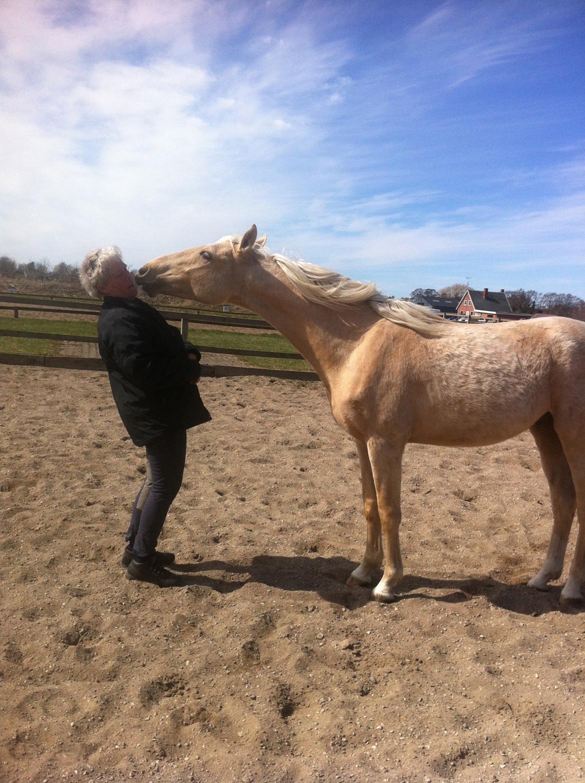 Palomino MiTho's Daywalker billede 14