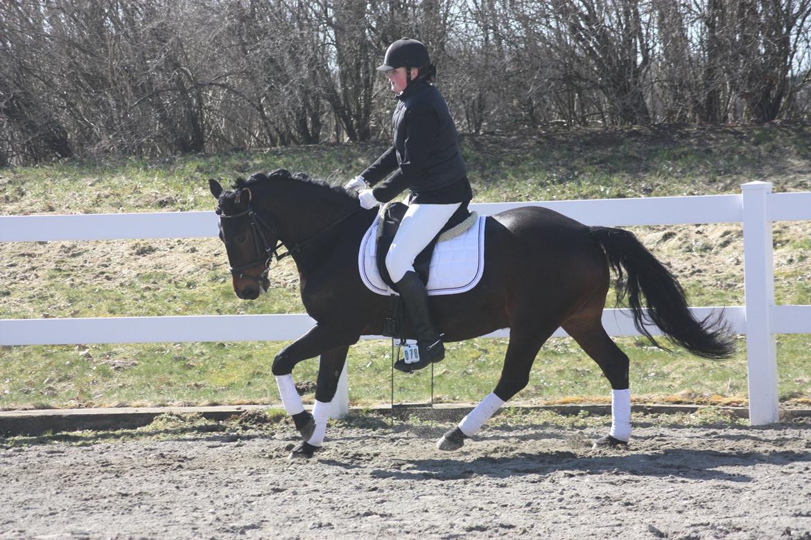 New Forest Elmholts Granat - billedet er taget af: Malene billede 10