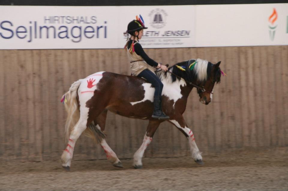 Irish Cob Crossbreed South Lady View<3 - showklasse:-) billede 14