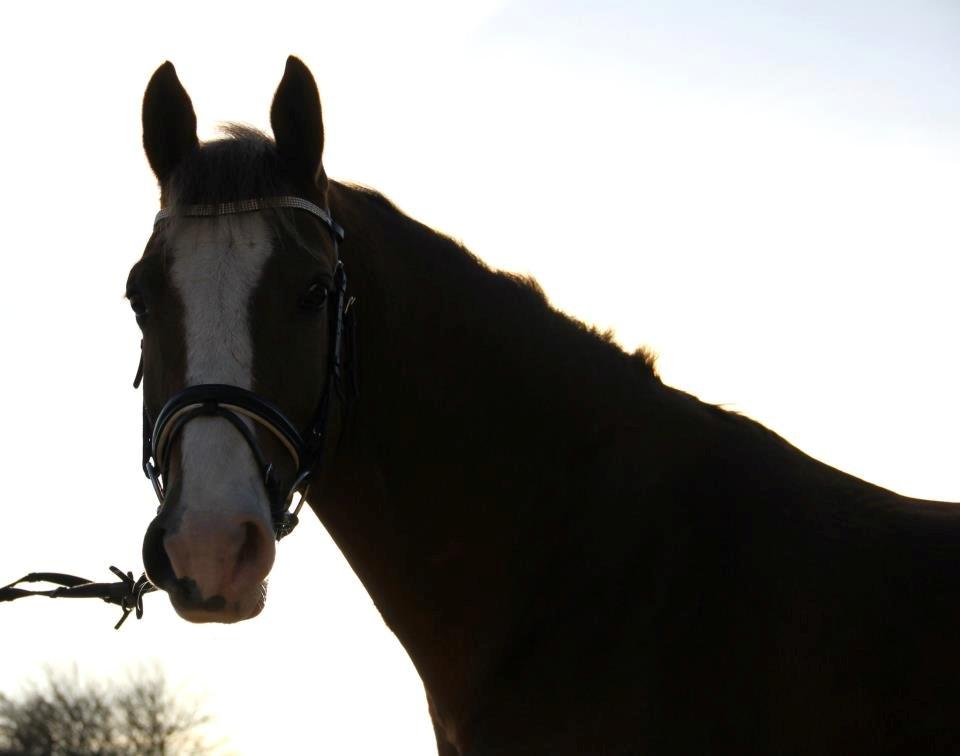 Anden særlig race Pyx Diamond. - Du er min bedre halvdel ♥ billede 4