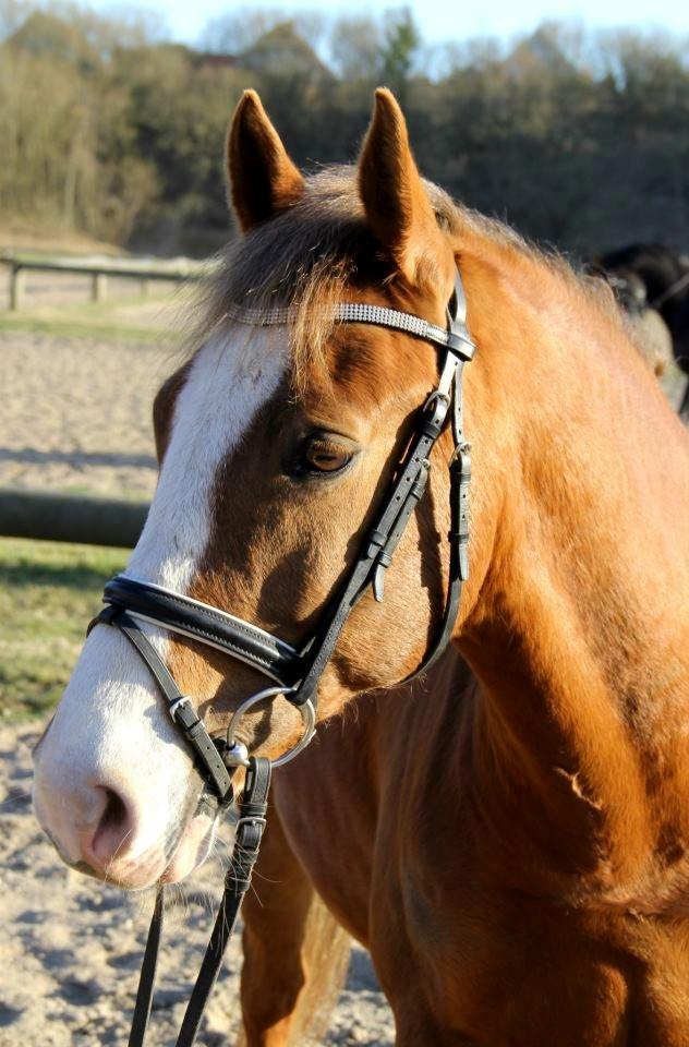 Anden særlig race Pyx Diamond. - Du er bedre en hele verden ♥ billede 2