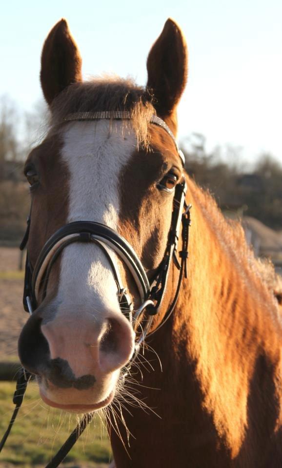 Anden særlig race Pyx Diamond. - Jeg elsker dig pony ♥ billede 20