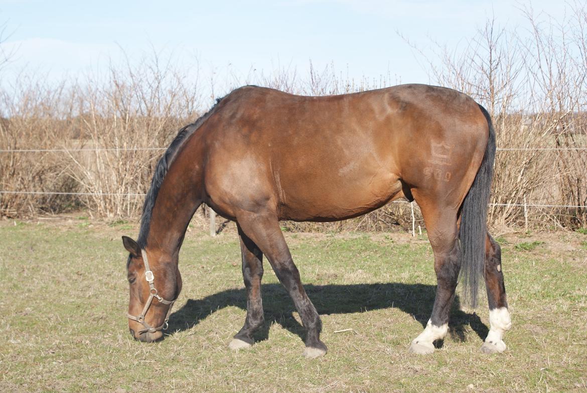 Dansk Varmblod Lazaro * Tidl. lånehest * billede 6