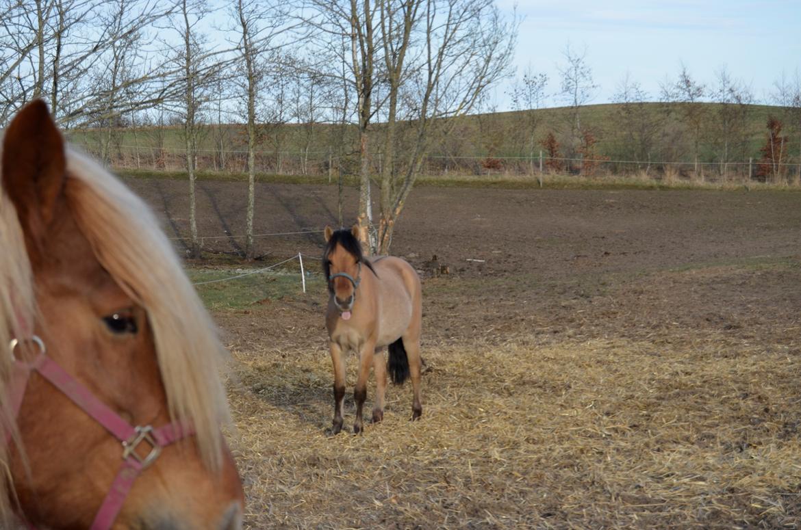 Anden særlig race Lucky [Udlånt] - April 2013 billede 10