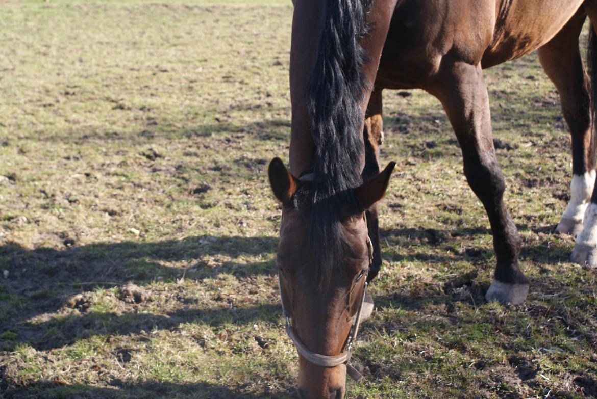 Dansk Varmblod Lazaro * Tidl. lånehest * billede 9