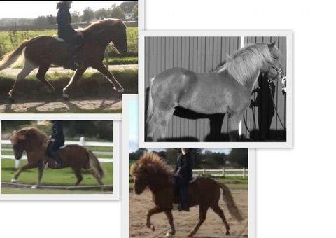 Islænder Kongur Fra Kongemosen - i træning hos Isabelle billede 20