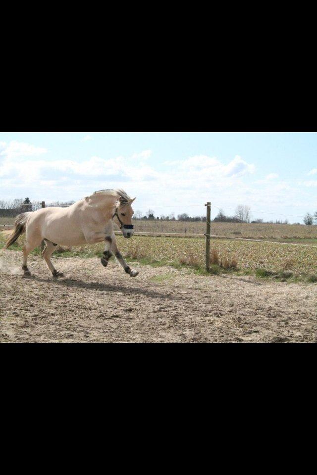 Fjordhest Højgaards Calypso billede 9