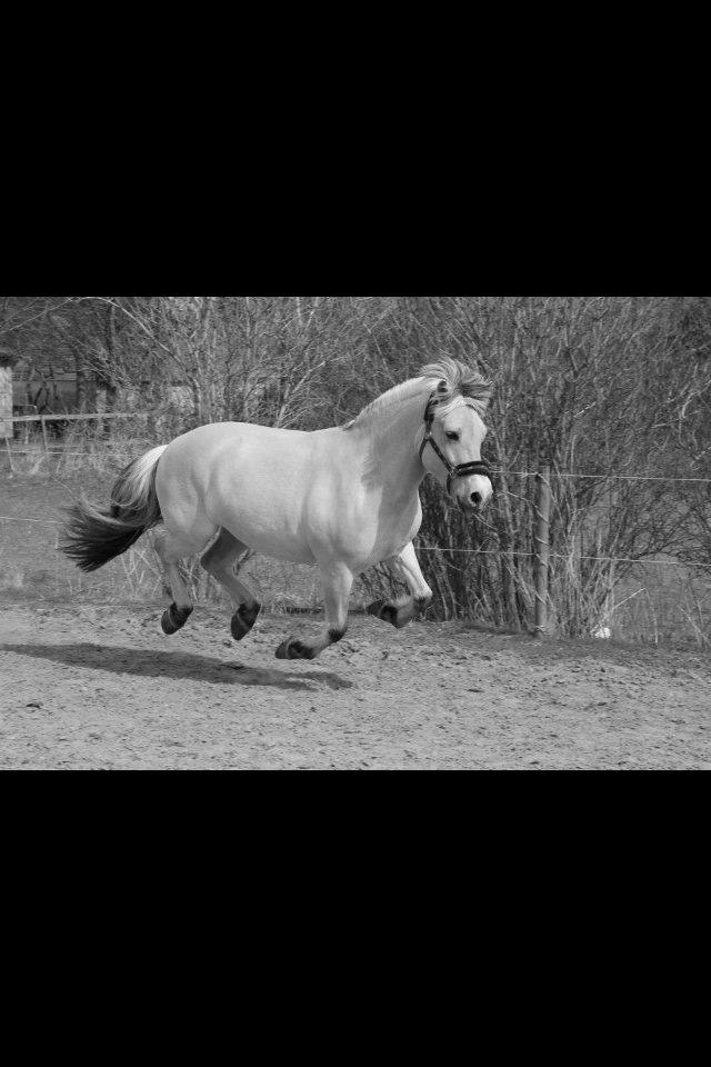 Fjordhest Højgaards Calypso billede 10
