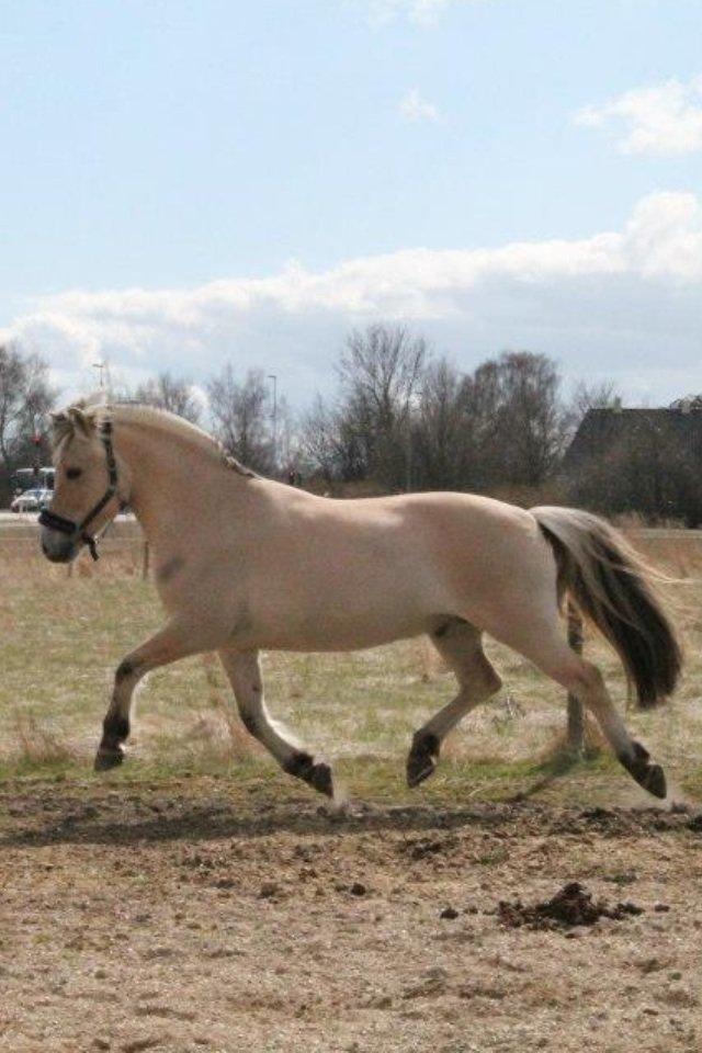 Fjordhest Højgaards Calypso billede 11