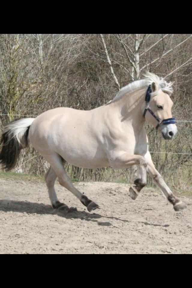 Fjordhest Højgaards Calypso billede 12