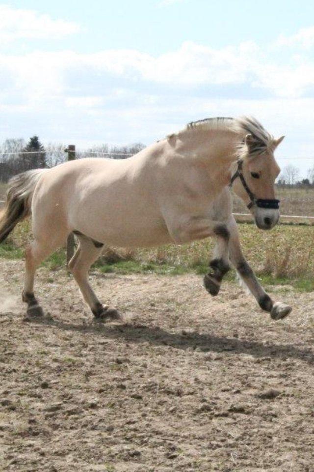 Fjordhest Højgaards Calypso billede 13