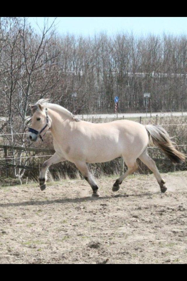Fjordhest Højgaards Calypso billede 14