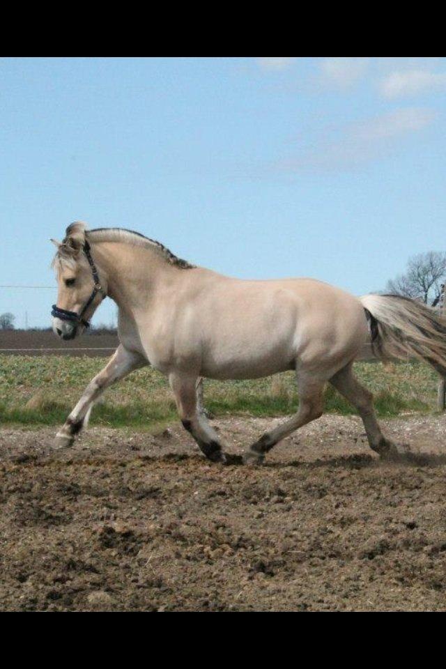 Fjordhest Højgaards Calypso billede 15