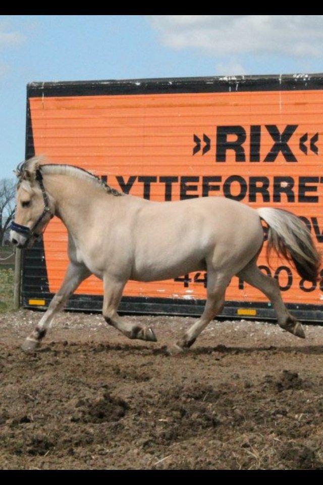 Fjordhest Højgaards Calypso billede 16
