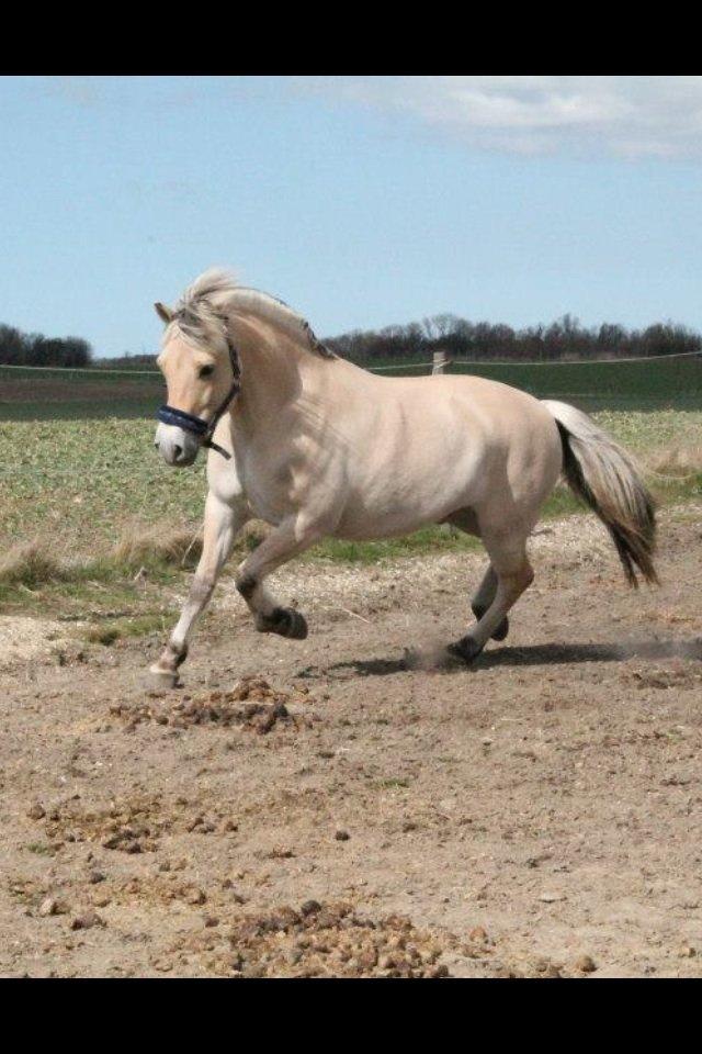 Fjordhest Højgaards Calypso billede 17