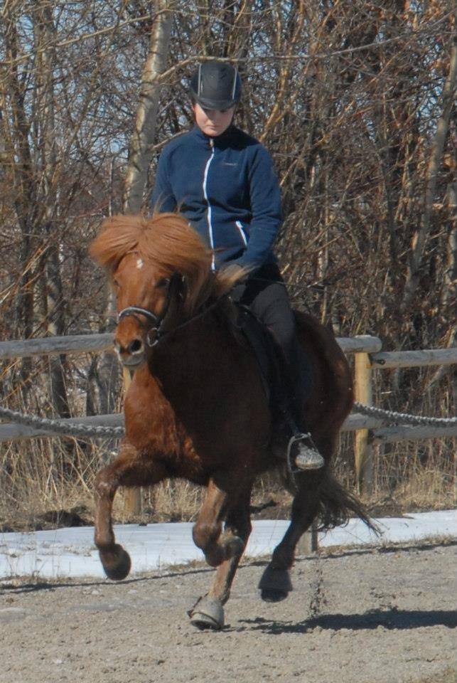 Islænder Kongur Fra Kongemosen - Træning fuld galop billede 7