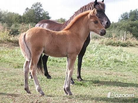 Islænder Kongur Fra Kongemosen - Baby Kongur billede 15