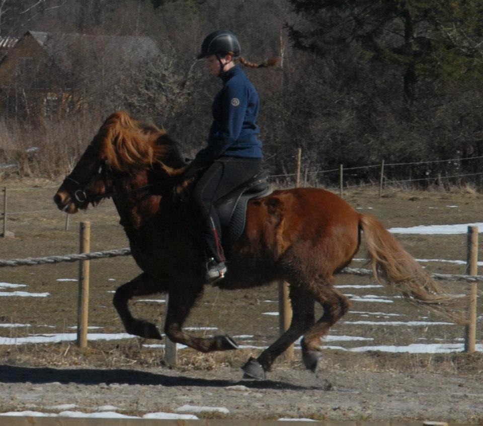 Islænder Kongur Fra Kongemosen - Vi flyver... billede 8