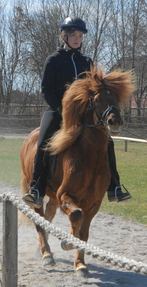 Islænder Kongur Fra Kongemosen - Tølt til stævne billede 12