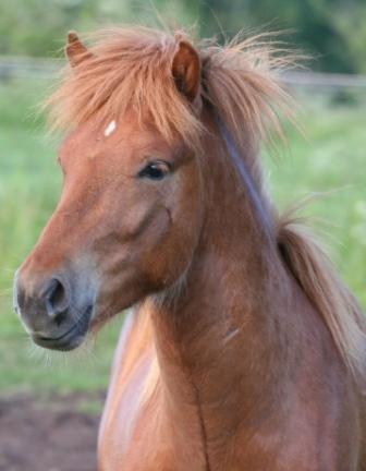 Islænder Kongur Fra Kongemosen - Jeg hedder Konge og jeg ved jeg er lækker...;-) billede 14