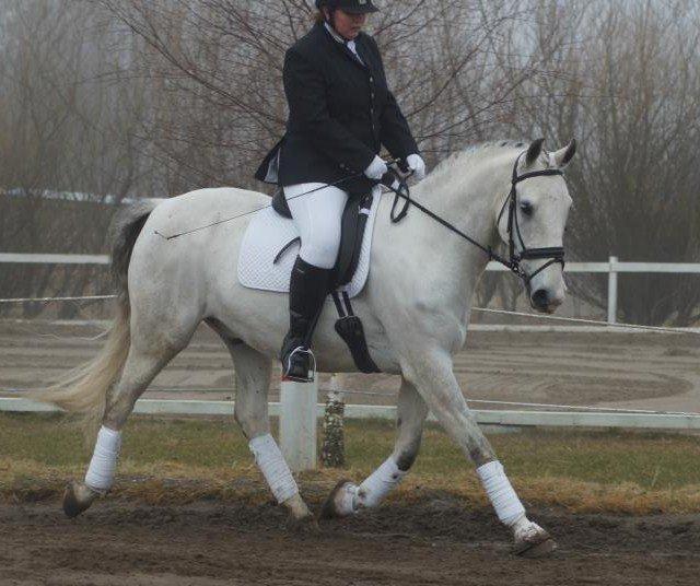Lipizzaner Maestoso Thais II - Klubstævne april 2013 billede 2