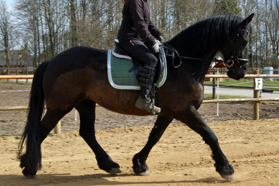 Frieser Roose - En af de første rideture i 2013! billede 17